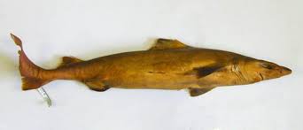 Dumb Gulper Shark (Centrophorus harrissoni)